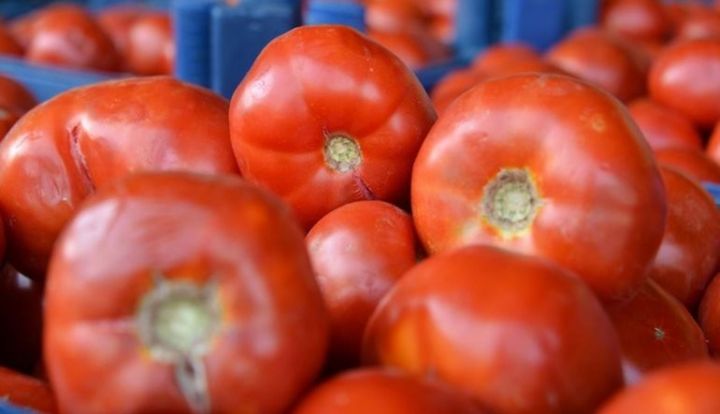 Türkiyədən Rusiyaya pomidor ixracı müzakirə ediləcək