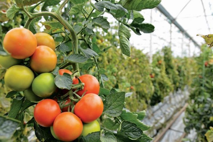 "Rusiya bazarları üçün istixana pomidoru yetişdiririk"