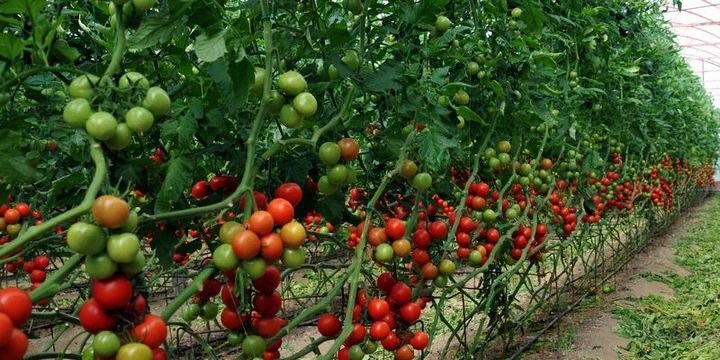 Rusiya, Türkiyədən pomidor idxalına başlayır - TARİX