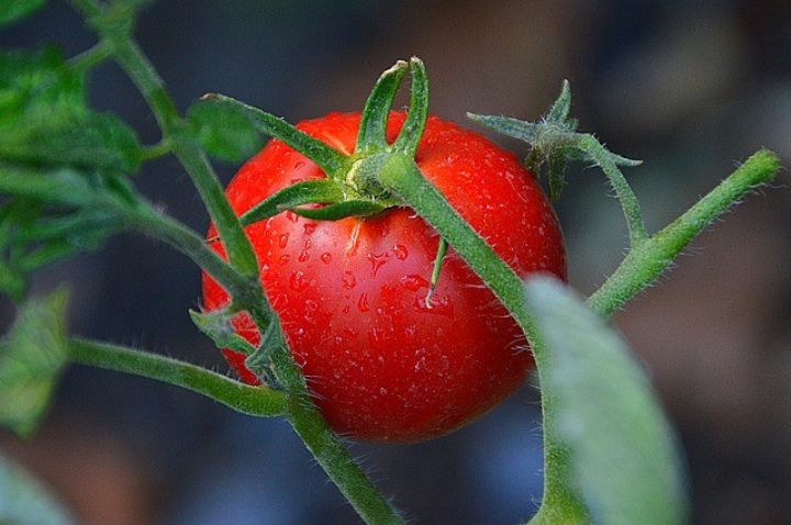 Türkiyə və Rusiya pomidor ixracı üçün protokol imzaladı