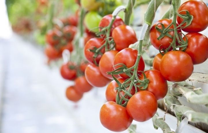 Rusiya,Türkiyədən pomidor idxalını artırmağa hazırdır