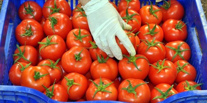 2 ayda ixrac olunmuş pomidorun dəyəri açıqlandı