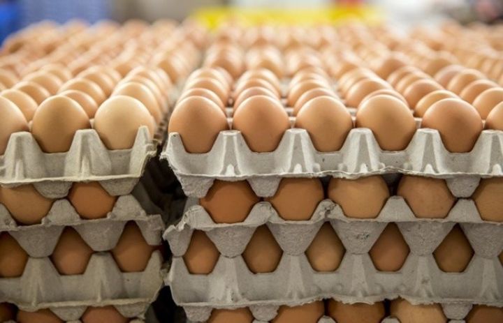 Yumurta istehsalı azalıb 