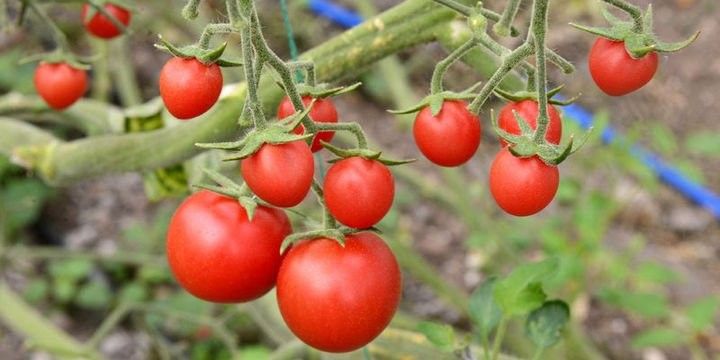 Rusiya daha 5 Türkiyə şirkətindən pomidor alacaq