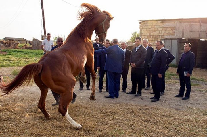 Nazir atlar ilə tanış olub