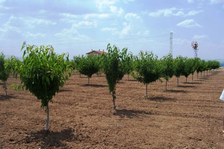 “Aqropark” 70 hektarlıq meyvə bağı salıb