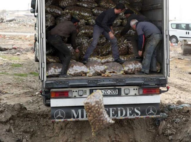 26 ton kartof məhv edildi - Fotolar
