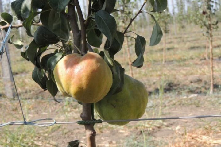 “Aqropat”ın meyvə ağacları ilk barını verib
