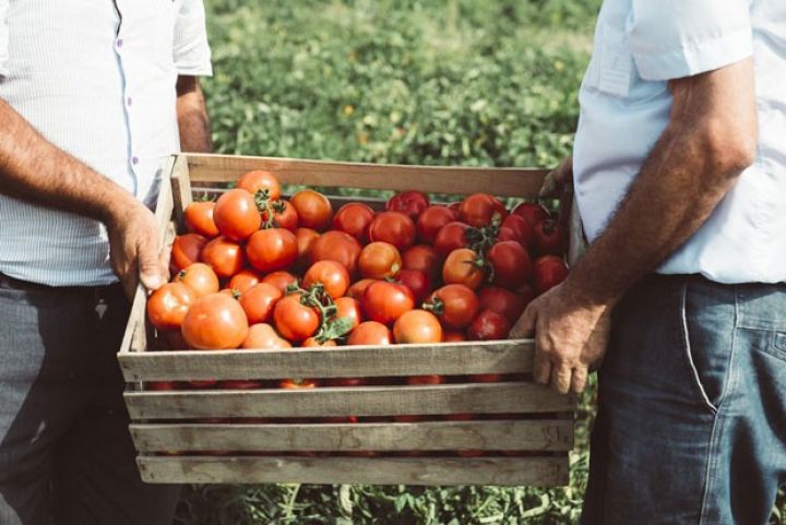 İlham Əliyev pomidor istixanalarının artmasından danışdı- "BİZ GƏRƏK...."