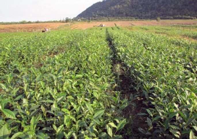 Yaşıl çay yarpağı istehsalı 30%-ə yaxın artıb