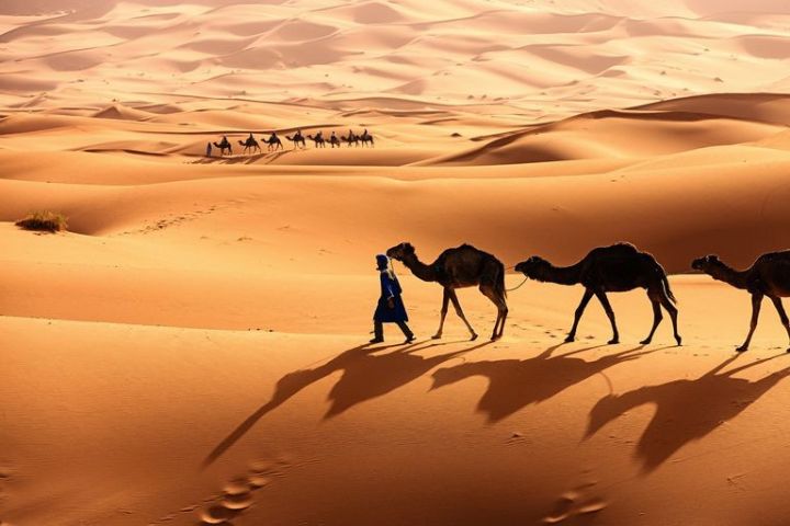 Alimlər Saxara səhrasını yaşıllaşdırmağın yollarını tapıblar