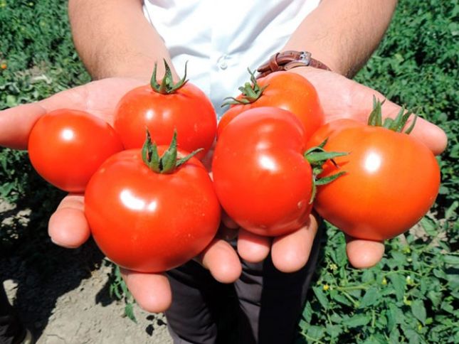 Bu il bol olan Xaçmaz pomidoru ilə qiymətlərin düşəcəyi gözlənilir