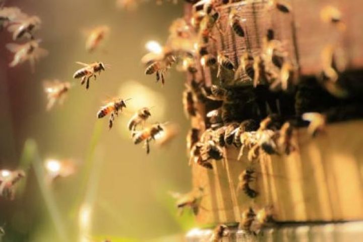 10 min arı ailəsindən ibarət arıçılıq kompleksi yaradaılacaq