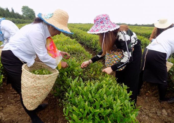 “Yaşıl çay” yığıma başladı - Hektardan 5 ton məhsul gözlənilir