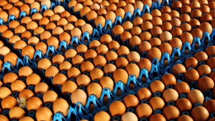 Gücü 9,6 milyon yumurta olan quşçuluq müəssisəsinin tikintisi davam edir