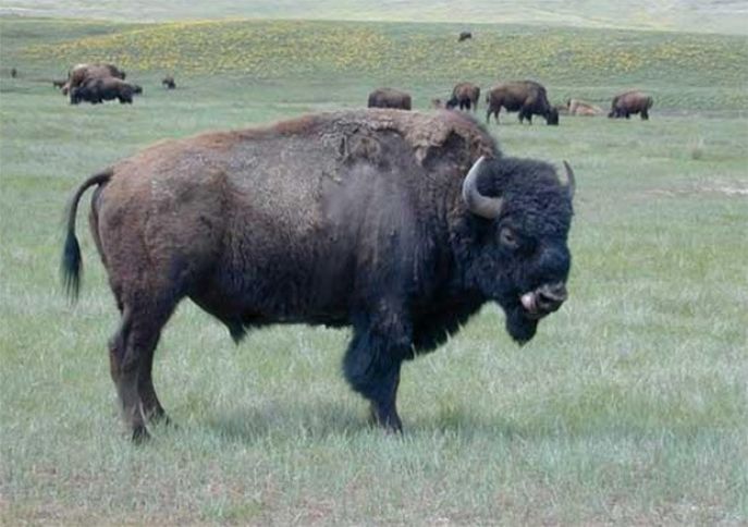 Azərbaycana 8 baş bizon gətirilib