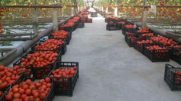 İstixanaların sayı və  sahəsi artsa da pomidorun istehsalı dəyişməyib