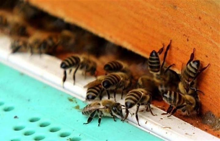 10 min arı ailəsindən ibarət  “Arıçılıq kompleksi” yaradılır