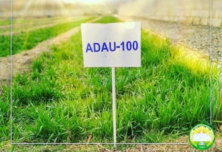 “ADAU-100” buğda sortu yetişdirilir