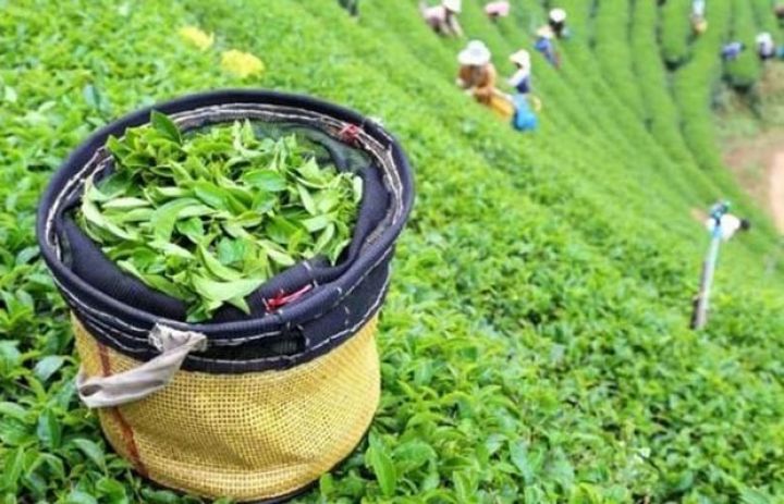 Azərbaycan Gürcüstana çay ixracını 20% artırıb