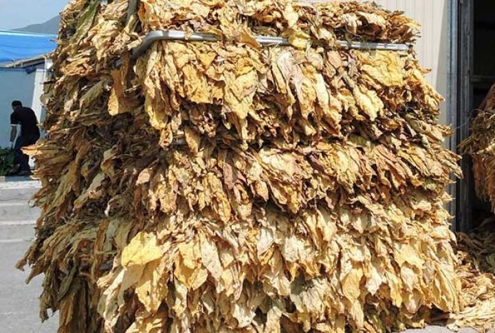 Azərbaycanda tütün istehsalı azalıb