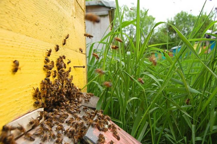 Arıçılara ilk dəfə təmiz qanlı ana arılar veriləcək