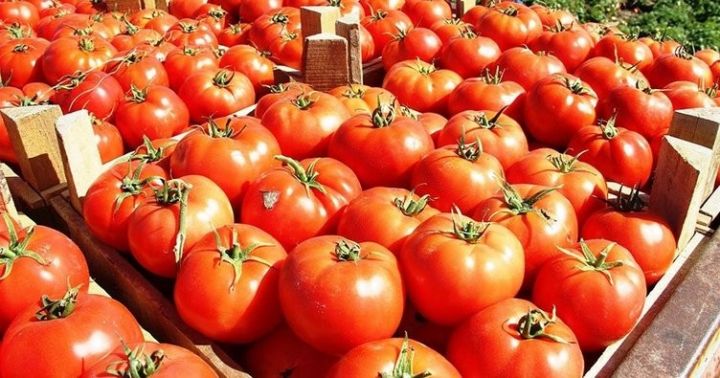 Rusiyadan Azərbaycan pomidoruna qadağa 