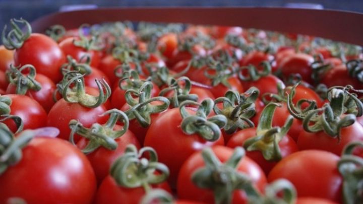 Rusiya qərarını dəyişdi - Türkiyədən pomidor alacaq