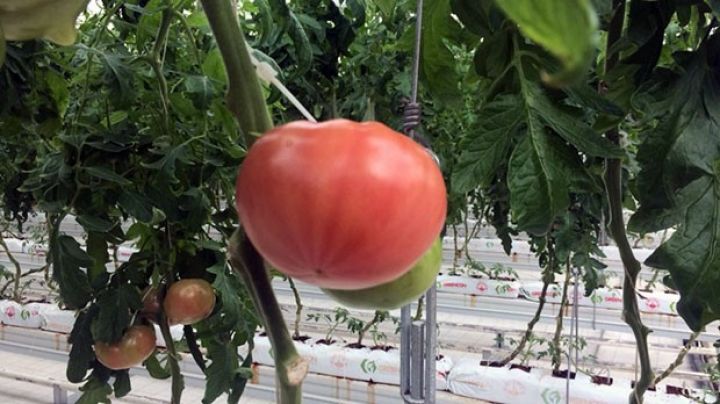 Azpromo pomidor istehsalçılarına kömək edəcək