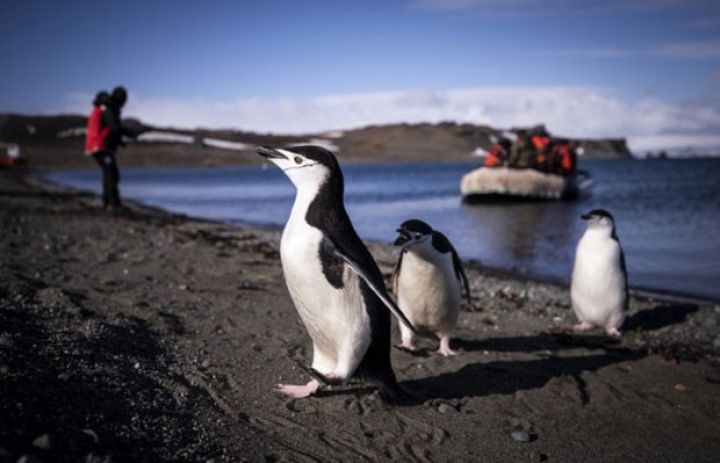 Antarktida turistlərin diqqətini çəkməyə başlayıb - BÖYÜK ARTIM