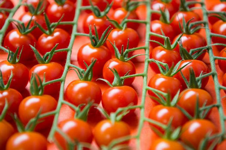 "Rosselxoznadzor" Azərbaycanın 11 müəssisəsindən pomidor idxalına icazə verdi