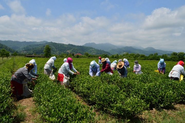 Azərbaycanda çay istehsalının 60 faizi Astara rayonunun payına düşür