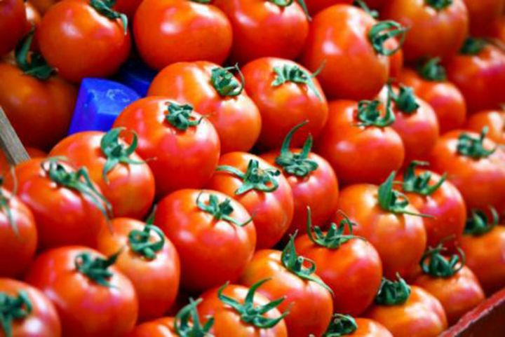 Azərbaycanın 16 müəssisəsinə Rusiyaya pomidor ixracına icazə verildi