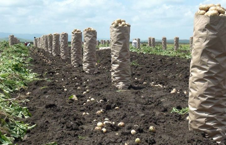 İl ərzində tarlalardan 1 milyon tondan çox kartof yığılıb