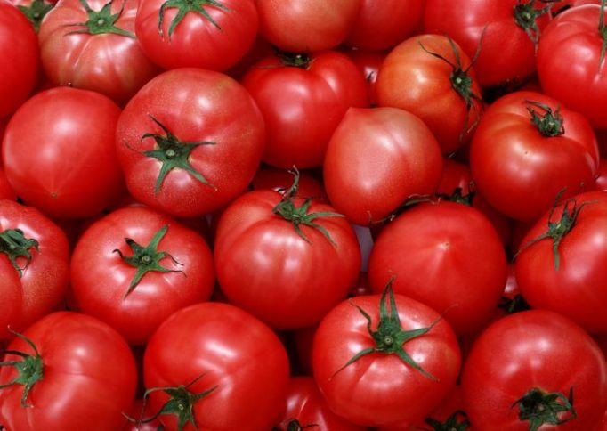 Rusiyadan pomidor icazəsi alan 15 şirkət və 1 fərdi sahibkar
