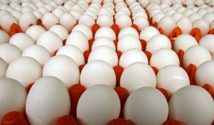 Yumurta istehsalı 10 faizə yaxın artıb