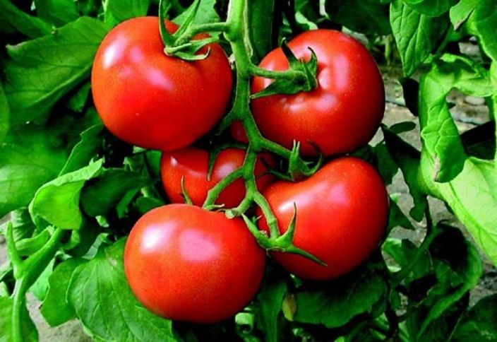 Koronavirusa görə Azərbaycan pomidorunun qiyməti qalxdı