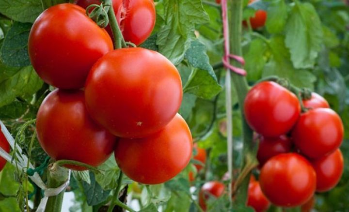 Azərbaycandan Rusiyaya 1 ayda 10 min tondan çox pomidor göndərilib