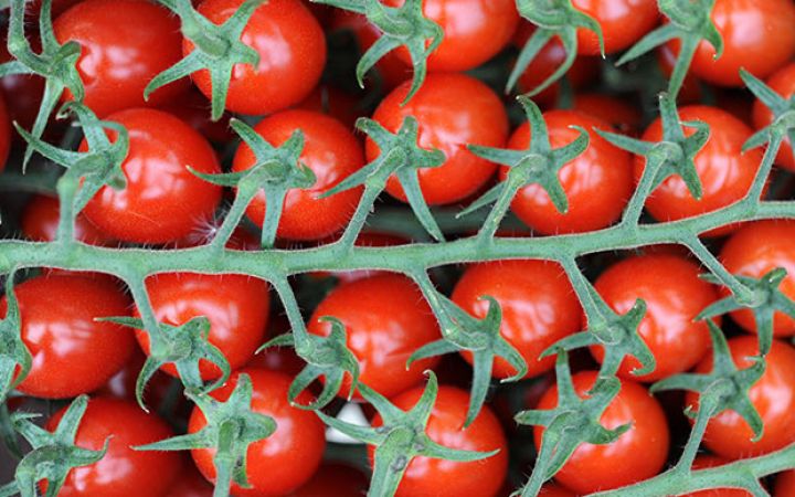 Azərbaycanın pomidor ixracı rekordlar qırır