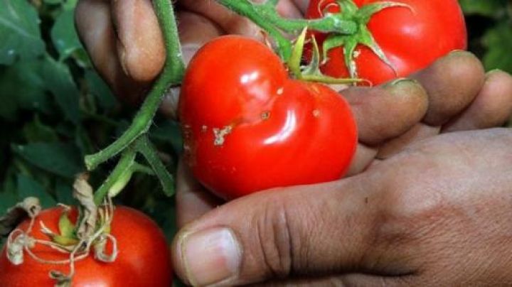 Dağıstanda Azərbaycandan idxal olunan pomidor partiyasının yararsız olduğu aşkarlanıb