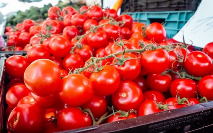 Gürcüstan Azərbaycandan pomidor idxalını artırıb