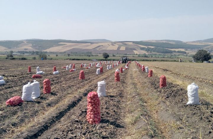 “Azagroplan” şirkəti hər hektardan 400 sentnerdən çox kartof götürür