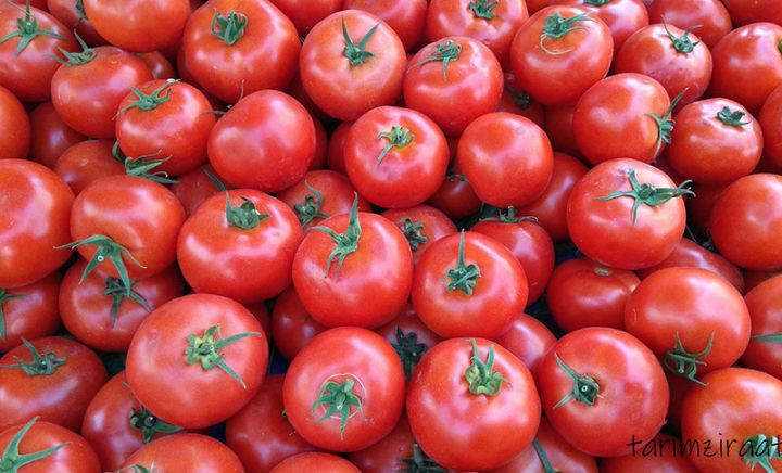 Azərbaycandan pomidor ixracı azalıb - 40% CİVARINDA GERİLƏMƏ!