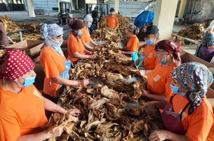 Yaponiya şirkətinin Zaqataladakı törəməsi 250 ton quru tütün istehsal edib