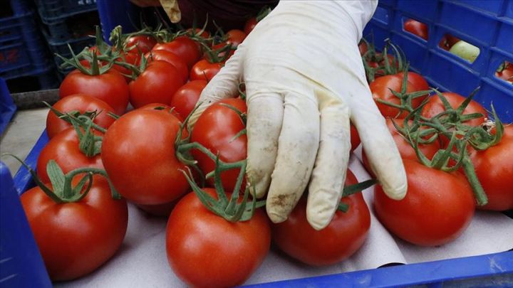 Azərbaycandan Rusiyaya pomidor ixracı 2 aydır dayanıb