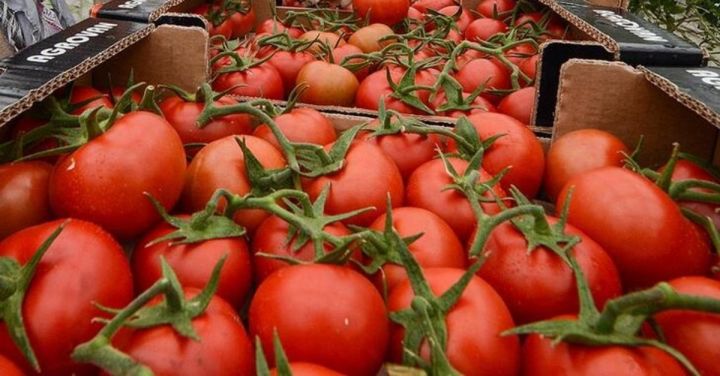 Azərbaycanın pomidor ixracı ilk dəfə 200 milyon dollar səviyyəsini keçib