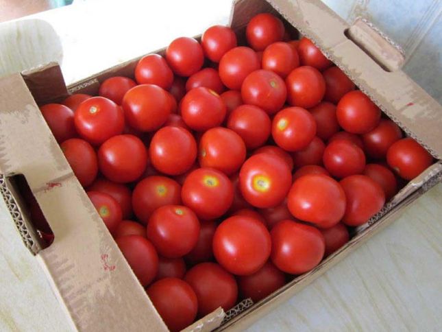 Rusiya Azərbaycanın ixrac etdiyi 17 ton pomidoru geri qaytarıb
