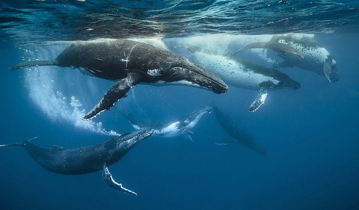 Sığorta haqlarının 73%-i 5 "balinanın" payına düşür