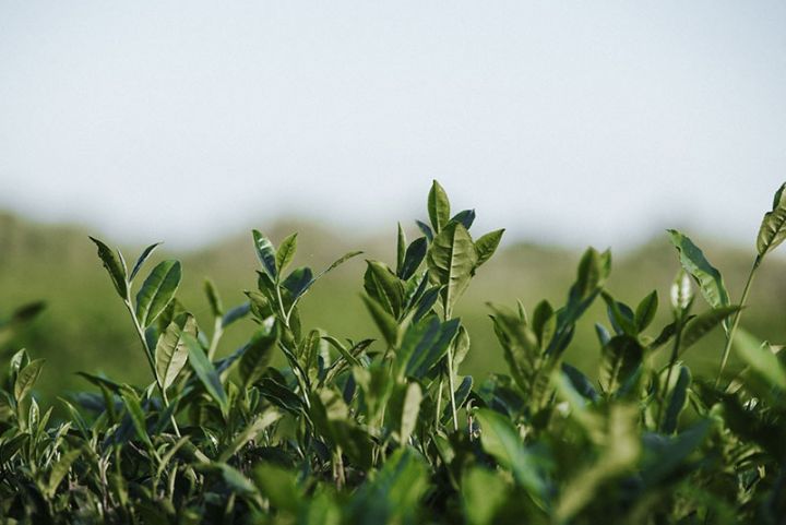 Meşə fondu torpağı “Beta Tea” şirkətinə icarəyə verilib, ərazidə ağac kəsilməyib, kol-kosdan təmizlənib
