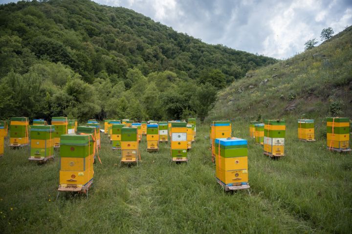 Kəlbəcərə daha 2500 arı ailəsinin köçürülməsinə başlanılıb